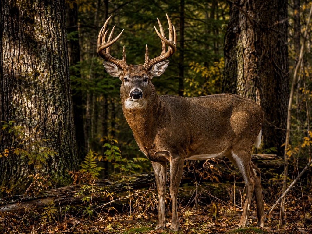 Deer in the Woods Laser Engraving File - Whitetail Buck Wildlife Image - Digital Download