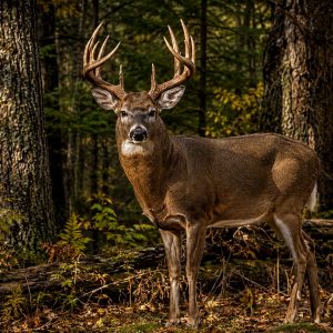 Deer in the Woods Laser Engraving File - Whitetail Buck Wildlife Image - Digital Download